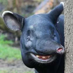 Stooleyqa - Pige
#zwierzaki #tapir