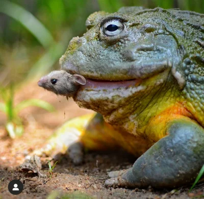 cieliczka - Afrykańska żaba byk konsumuje śniadanie

#zwierzaczki #ciekawostki #zwi...