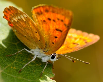 moonbluebird - @KoszmarzUo: owady które zazwyczaj szybko uciekają jak np. motyle możn...