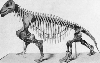 Tiszka - Szkielet mochopsa z Muzeum Historii Naturalnej w Nowym Jorku.

Mochops to ...
