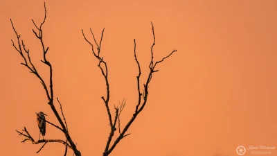 KamilZmc - Czapla siwa (Ardea cinerea) w świetle zachodzącego słońca.
Nikon D7200 + ...