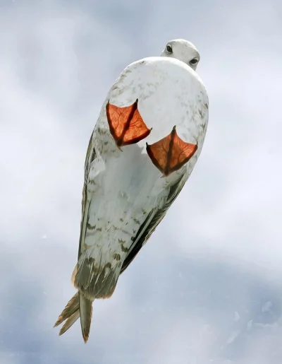 Sakura555 - Ptaszek na szklanym dachu.
#zwierzaczki #ptaki, #zdjecia, #fotografia