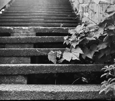 Monochrome_Man - Stare schody dworcowe i gałąź dzikiej winorośli.... trochę #dworzecb...