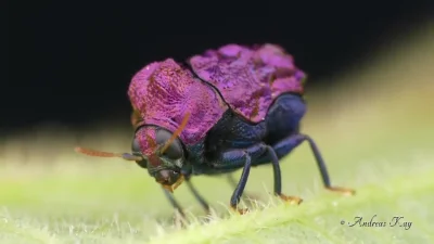 likk - fajny owad z Ekwadoru