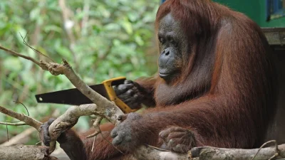 Kunurki - A mogli zatrudnić orangutany ( ͡° ͜ʖ ͡°)