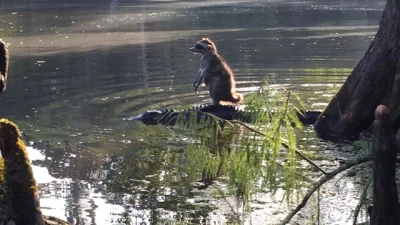 XpedobearX - Ktoś zrobił fotkę szopa płynącego na aligatorze w narodowym parku Ocala ...