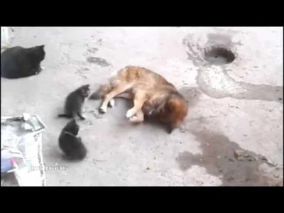 n.....o - @TheOranguTANK: robi to co ta kotka - uczy człowieka, że młode są jej, żeby...