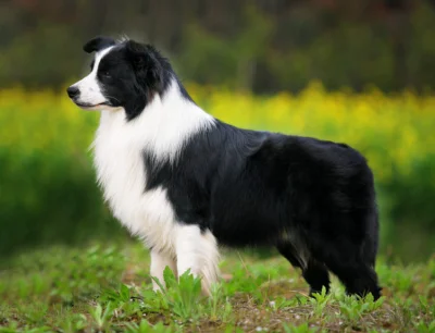 M.....9 - Dziewczyna z border collie to najgorszy odpad człowieka. Powinno się je zam...