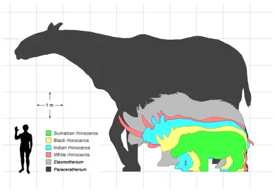 Lifelike - Paraceraterium - największy ssak lądowy jaki żył na Ziemi #biologia #paleo...
