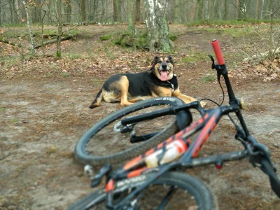 dran2 - #rower #mazowieckienibymtb #pokazpsa
Trail dog jak się masz ;)