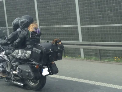 MrProfeska - Motocyklowa rodzina, na polskiej autostradzie :)



#humor #humorobrazko...