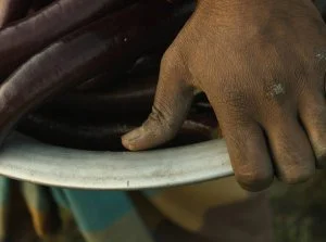 MalyBiolog - [W jaki sposób GMO pomaga rolnikom w Bangladeszu [ANG]](http://www.wykop...