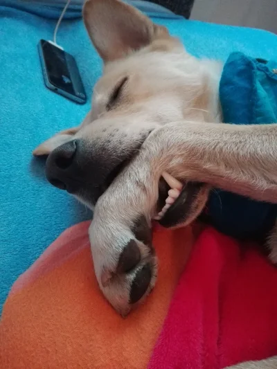 Atktona_tyle - Oto Gustaw ( ͡° ͜ʖ ͡°)
#pokazpsa #psy #pies #heheszki