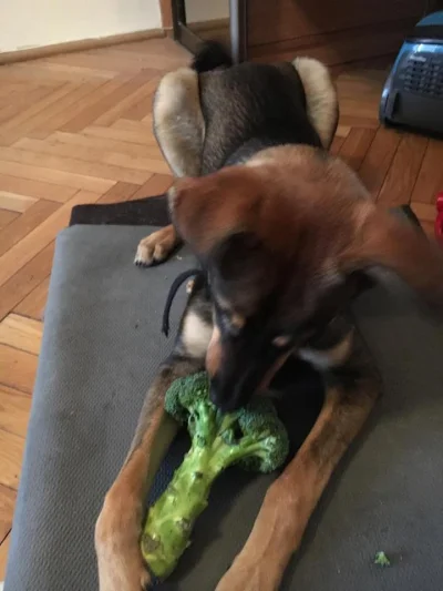 N.....e - Pies roboczo nazywa się Vito (od Corleone :) ) i lubi brokuły.