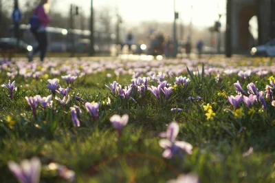 Solipsyzm - Krokusy na placu centralnym już są (ʘ‿ʘ)
#kwiaty #fotografia #krakow #no...