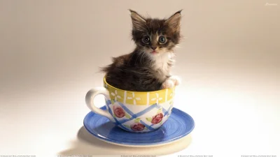 pieczarrra - @Mysterii: Napij się naparu z kotecka!