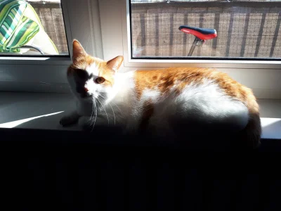 M_longer - "Kot grzejący się w słońcu ", autor nieznany 

#koty #pokazkota #rudolf #k...