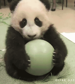 Bebuszek - #pandysazajebiste #panda #zwierzaczki #sosweet #gif



:3