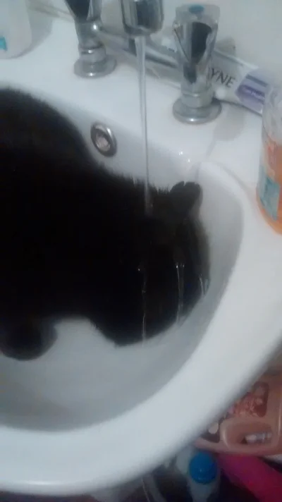 Gorion103 - Mój kot ma #!$%@?.

Wchodzę do łazienki, patrze. O kot znowu śpi w umyw...