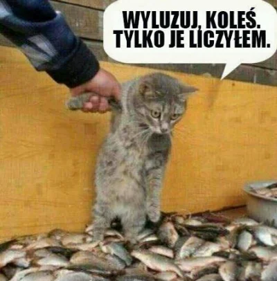 Definitelynotyou - #koty #humorobrazkowy #heheszki