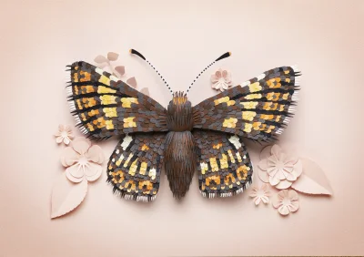 malakropka - Countryfile butterfly_