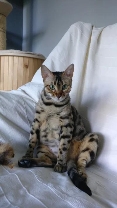 destabilizacja - TL;DR Bonus picture: our pregnant bengal
Day 57.