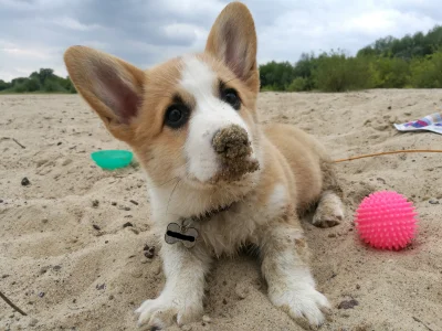 KIJU87 - Pierwszy raz na plaży :D
#sheldonthecorgi #corgi #pokazpsa #smiesznypiesek