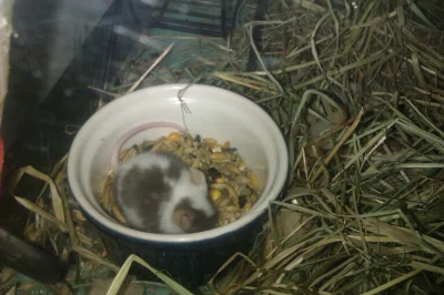 r.....a - Kluska od rana siedzi w miseczce z jedzeniem i babluje ;-) #myszki