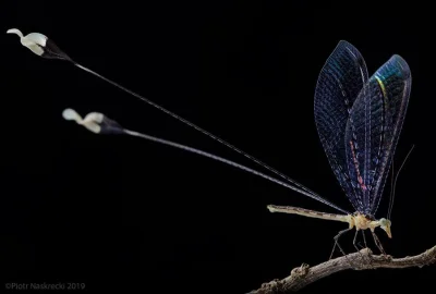 Lifelike - Nemopistha contumax
Autor
#fotografia #makrofotografia #biologia #entomo...