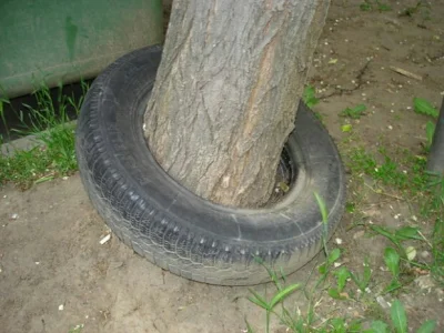 taratajcio - Spotkałem takie cudo w trakcie spaceru, na górze była szdroka korona drz...