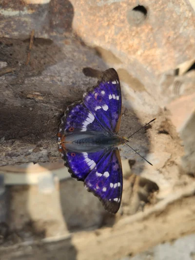 losmarte - Motyl #zwierzaczki #przyroda #natura #xiaomi #mi9