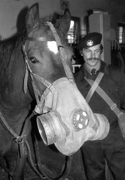 Endorfinek - Koń z maską gazową. #tarnow #wojskowosc #lol