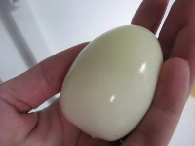 WezelGordyjski - Tak wygląda jajko bez skorupki
