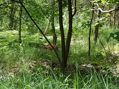 Sztabowy - O, Bambi! Mircy, dać mu snickersa? 

SPOILER

#smiesznypiesek #las #jeleni...