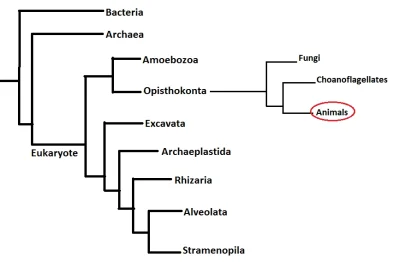 FaraonMumia - @camelopardalis: Evolucyjnie.
https://en.wikipedia.org/wiki/Opisthokon...