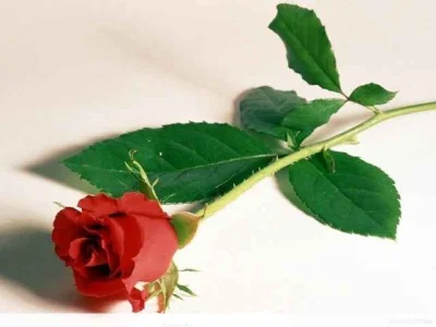 Jarzyna - Najlepszego Wszystkim Kobietom w dniu Ich święta! :) #dzienkobiet #roza #zy...