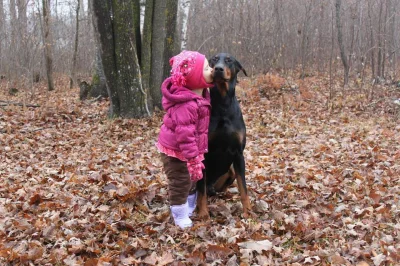 robertx - #doberman #psy #zwierzaczki #smiesznypiesek #ocieplaniewizerunkudobermana 
...