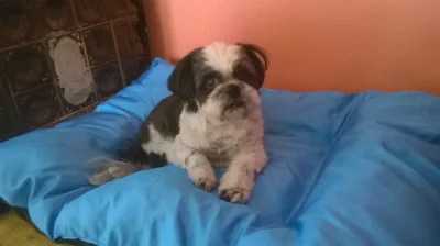 Ossis20 - Mojemu shih tzu 2 lata temu weterynarz stwierdził niedomykalność zastawki m...