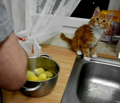 CurlyHairGirl - Pomocnik w kuchni (｡◕‿‿◕｡)
#gotujzwykpem #pokazkota #koty #mainecoon ...