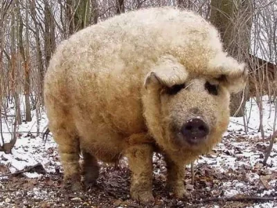 Mesk - Pułapka na terrorystów - Mangalica – rasa węgierskiej świni domowej, która jak...
