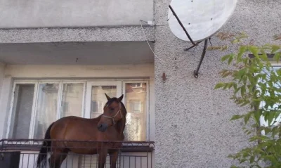 znor1006 - @czlowiek_robot: Podobnow Grajewie trzymają konie na balkonie w zeszłym ro...