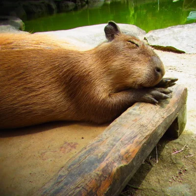 beatha - #kapibaranadzis #kapibara #sobota