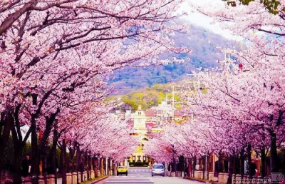 Majka94 - Jedno z moich największych marzeń - pojechać na dłużej do Japonii i zobaczy...