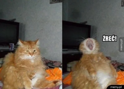 poszukujekota - #heheszki #humorobrazkowy #koty #kot #kitku