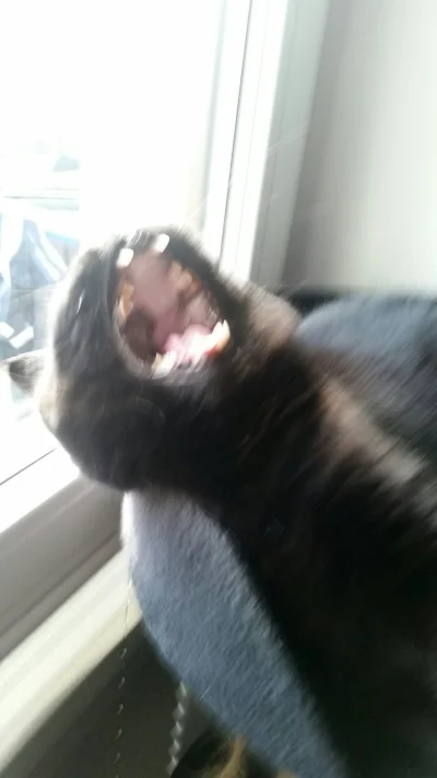 Kierfur - #pokazkota