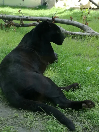 L.....a - #zoo #krakow #smiesznypiesek #jaguar