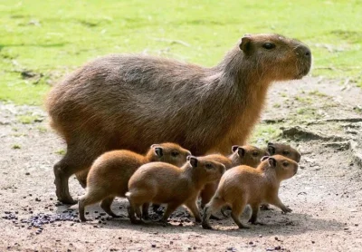 r.....a - Kapibarowa rodzinka (｡◕‿‿◕｡)



#zwierzaczki #zwierzeta #smiesznypiesek #ka...