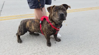 Supercukier - @sapowodydo_mruczenia: corgi + pitbull