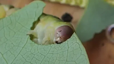 likk - om nom nom nom