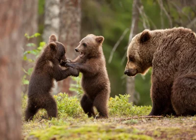 Wulfi - Zabawa Niedźwiadków 

#niedzwiedzie #niedzwiedz #misie #zwierzeta #zwierzac...